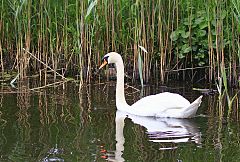 Mute Swan